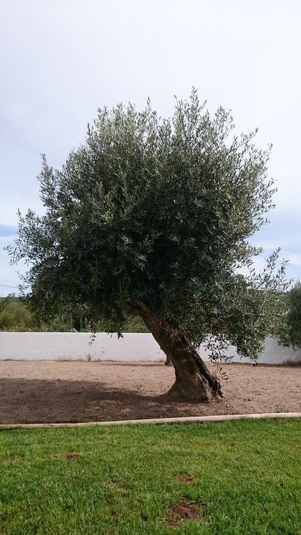 Casa Das Oliveiras Alvados Zimmer foto